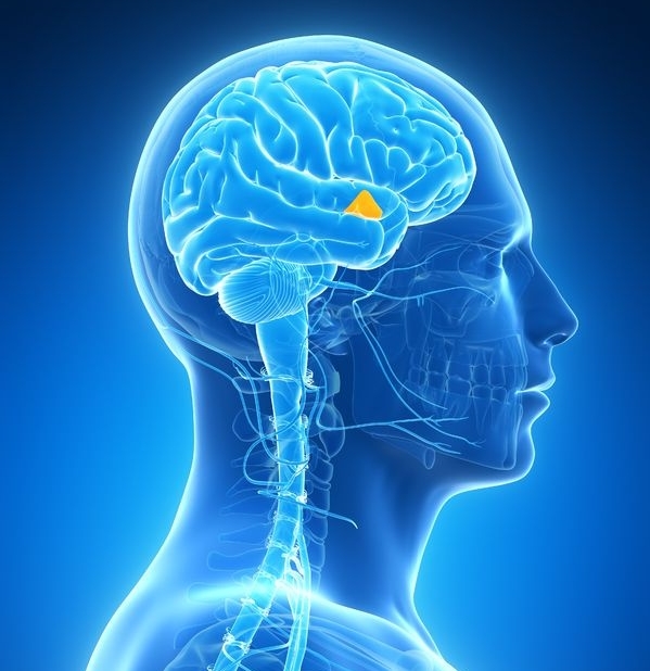 Say hello to your hypothalamus! Source: endocrineweb.com