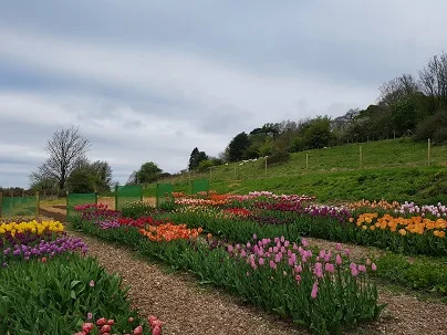 Tulips.jpg