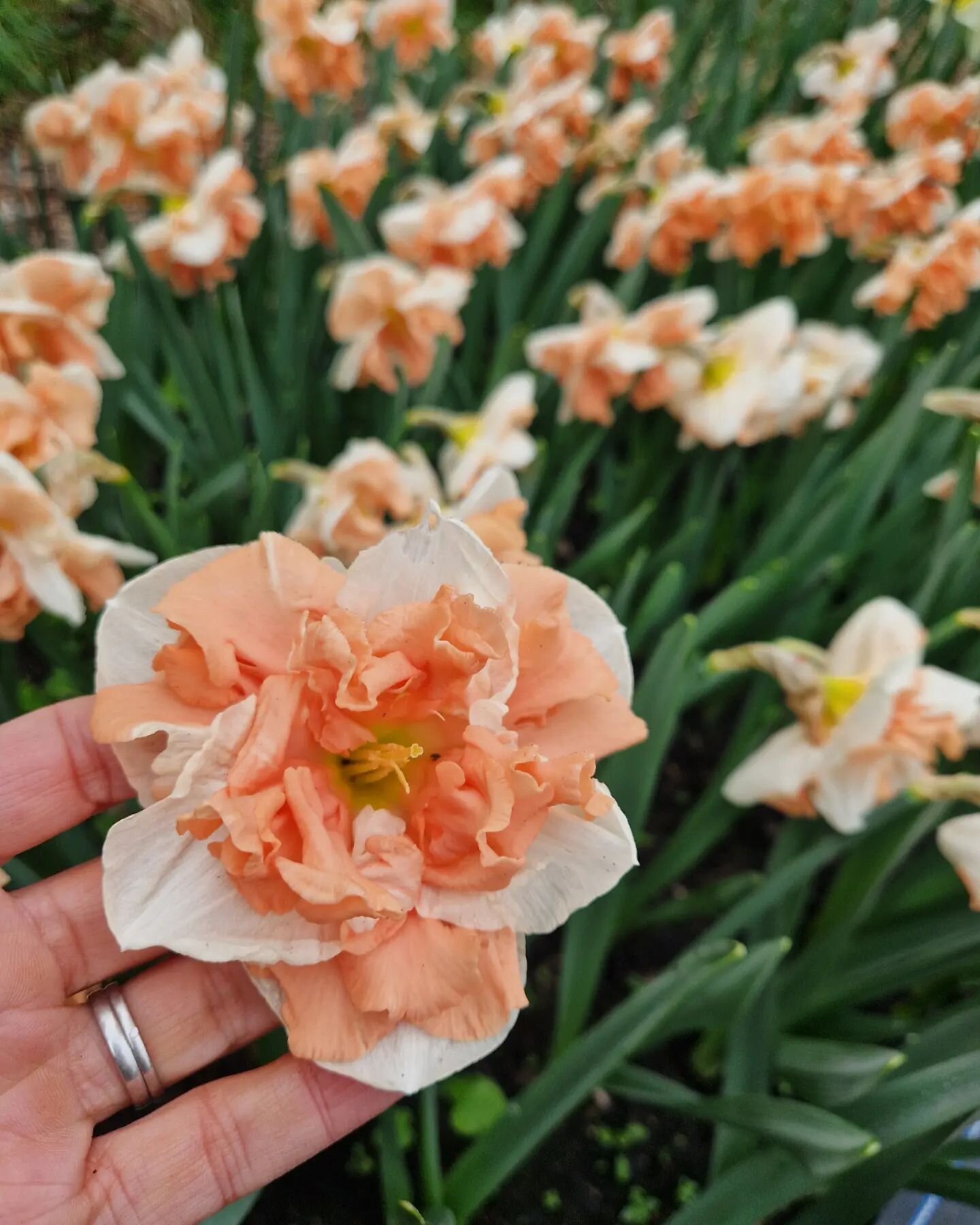 One of the new daffodil varieties I have this year 😍

I've not been to the farm for a few days due to some van trouble but arrived this morning to find lots of new things out...very exciting! 😃

#daffodils #narcissi #gardening #gardenersworld #brit