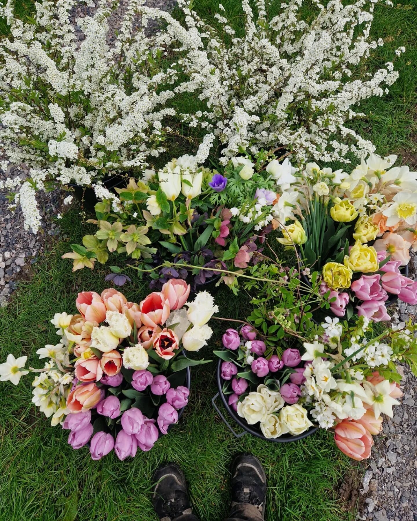 First proper cut of the new season done this morning for @wrenandmayflowers 😍

#britishflowers #bristolwedding #bristolflorist #igersbristol #igersbath #flowersfromthefarm #floralinspiration #flowersfordays #myfloraldays #fromwhereistand #britishflo