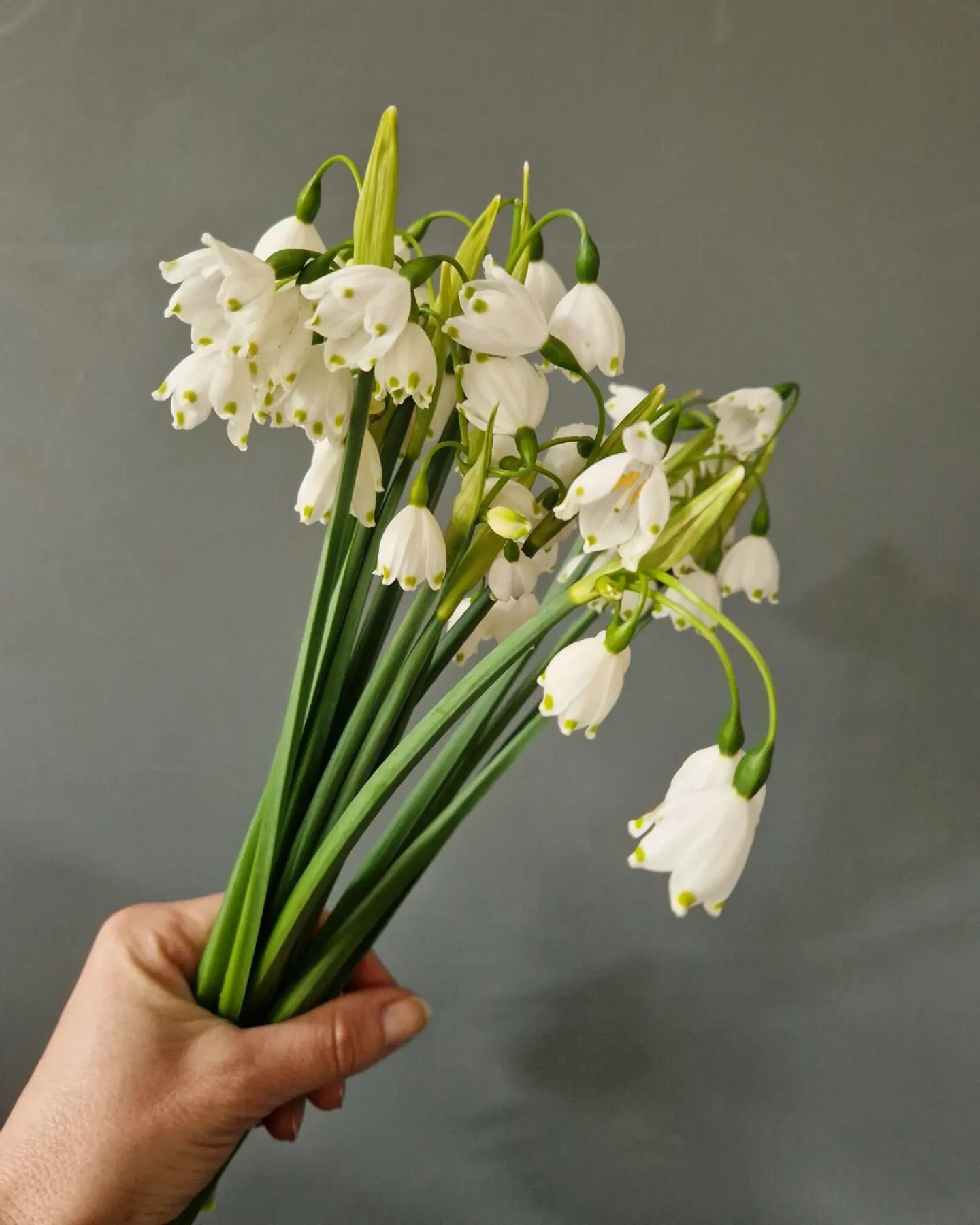 Snowflakes...gotta love these delicate flowers for creating a bit of bounce in a Spring bouquet 🥰

#springflowers #britishflowers #bristolflorist #floralinspiration #flowersfromthefarm #britishgrownflowers #britishgrowers #growninbristol