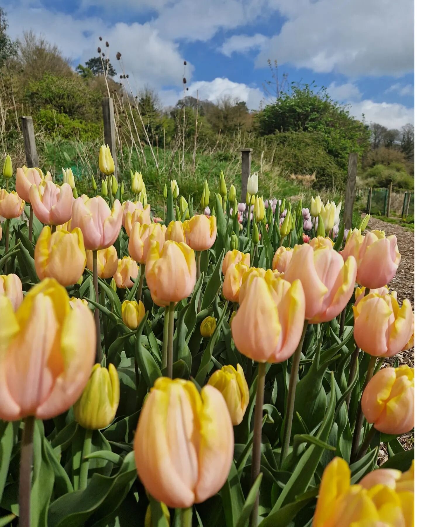 It's a beautifully sunny day on the farm today. The 40mph winds aren't helping with the cutting, but I'm thankful there's no rain with it!

Lots of new flowers are on the way, so despite the wind, the sunshine is making me feel excited for the season