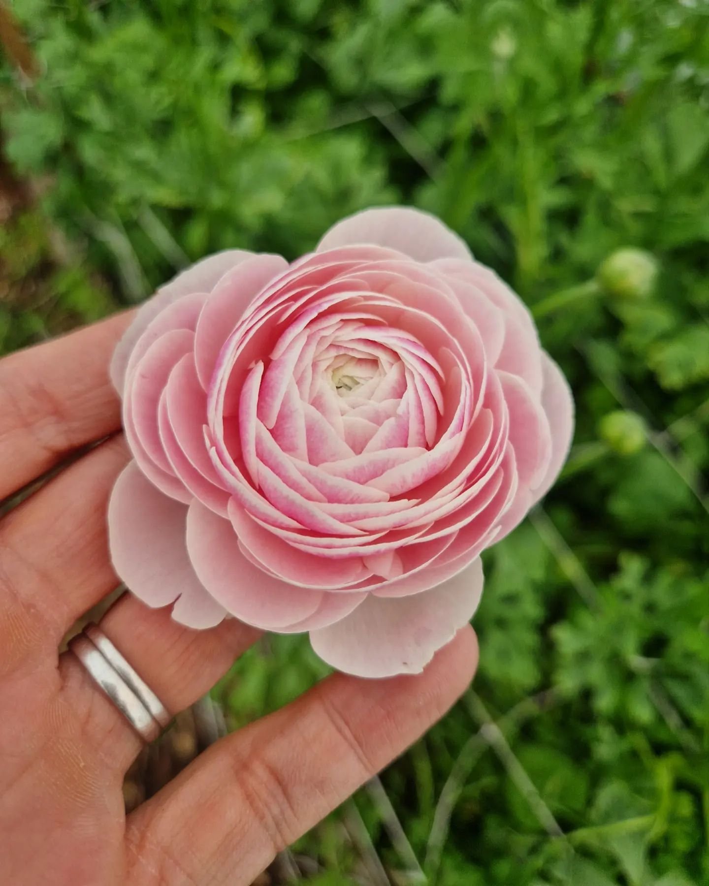 This little beauty is off in one of today's deliveries. Showing perfectly how ranunculus can be a fabulous alternative to roses in a Spring bouquet 🥰

#britishflowers #britishflowersrock #bristollife #growninbristol #grownnotflown #englishflowers #r