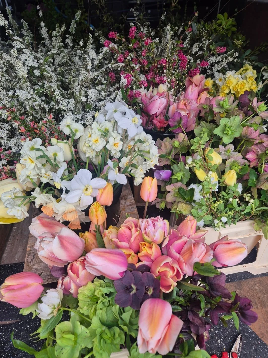 First decent size cut of the year 👌 

#britishflowergrowers #britishflowers #flowerfarming #grownnotflown #growninbristol