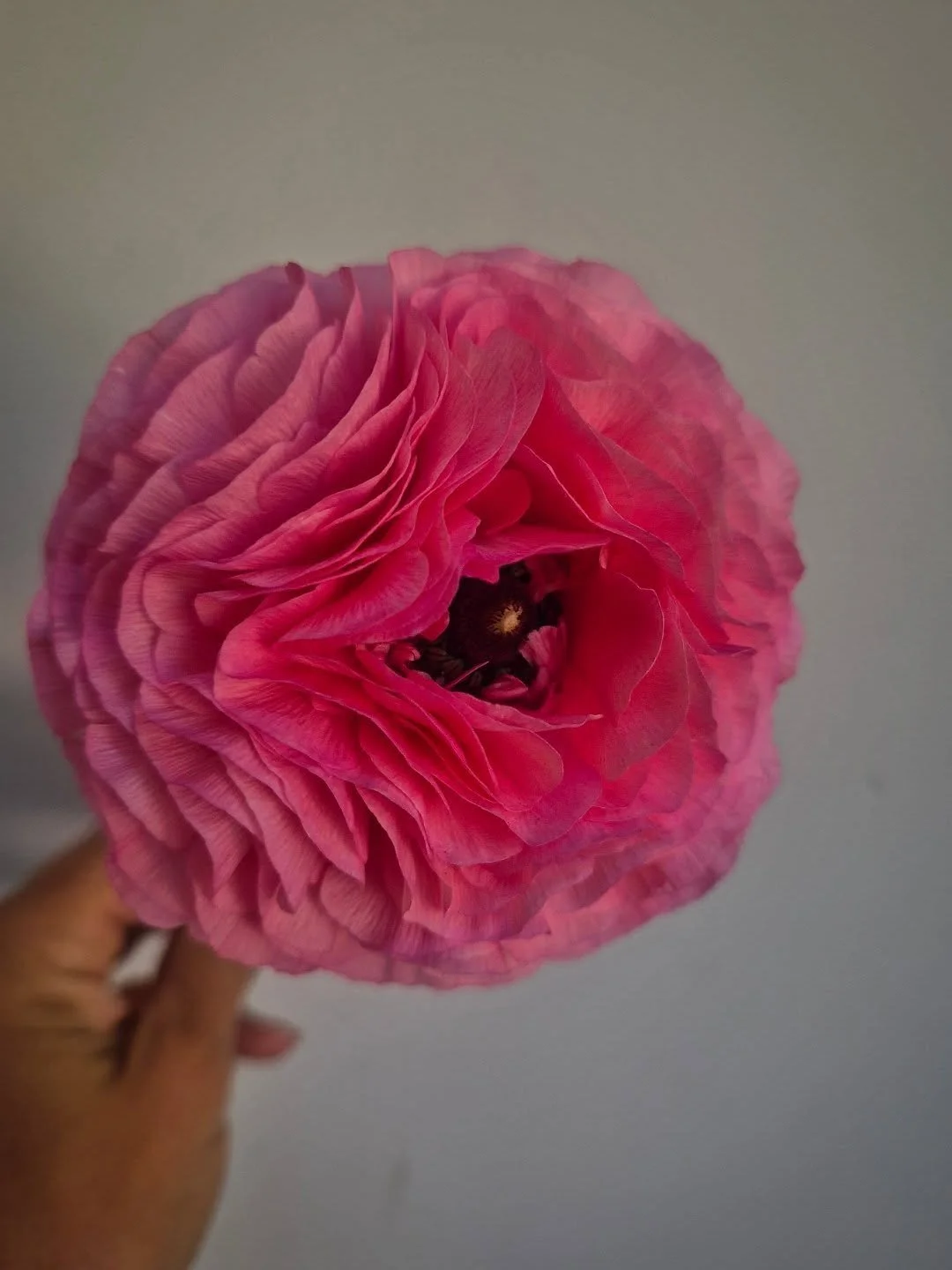 I forgot to say but they are back! 

Small quantities at the moment but I have lots of other gorgeous flowers to go with them...so do get in touch if you fancy some 🥰

#bristolflorist #grownnotflown #underthefloralspell #excessivelydivertedbyflowers