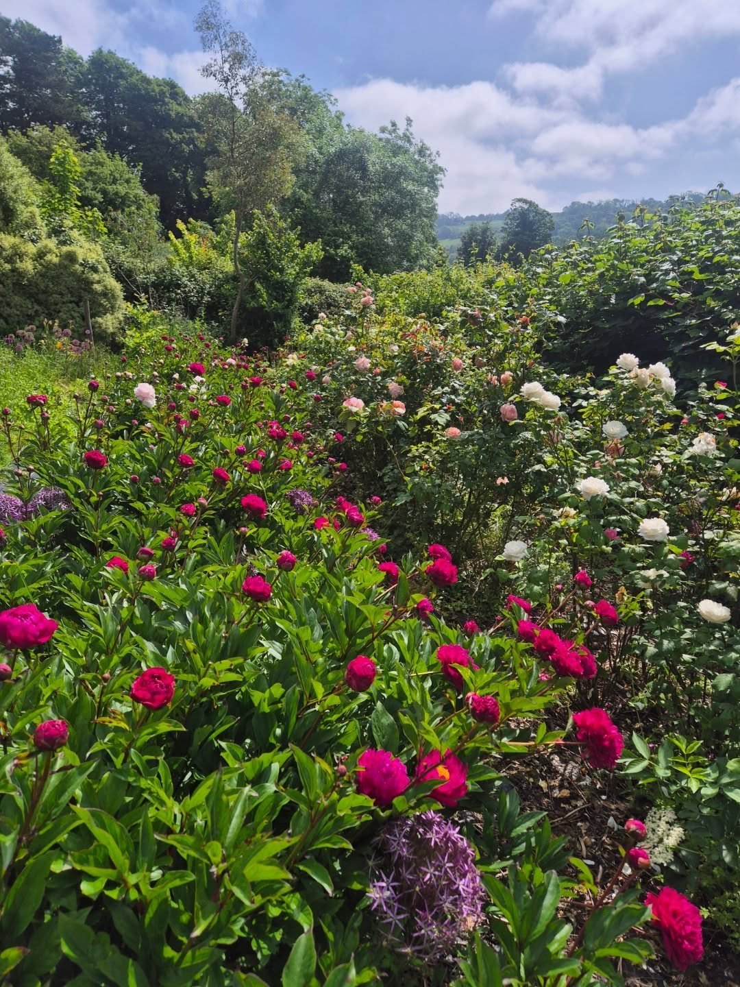 Some of the roses and peonies at the farm today 😍