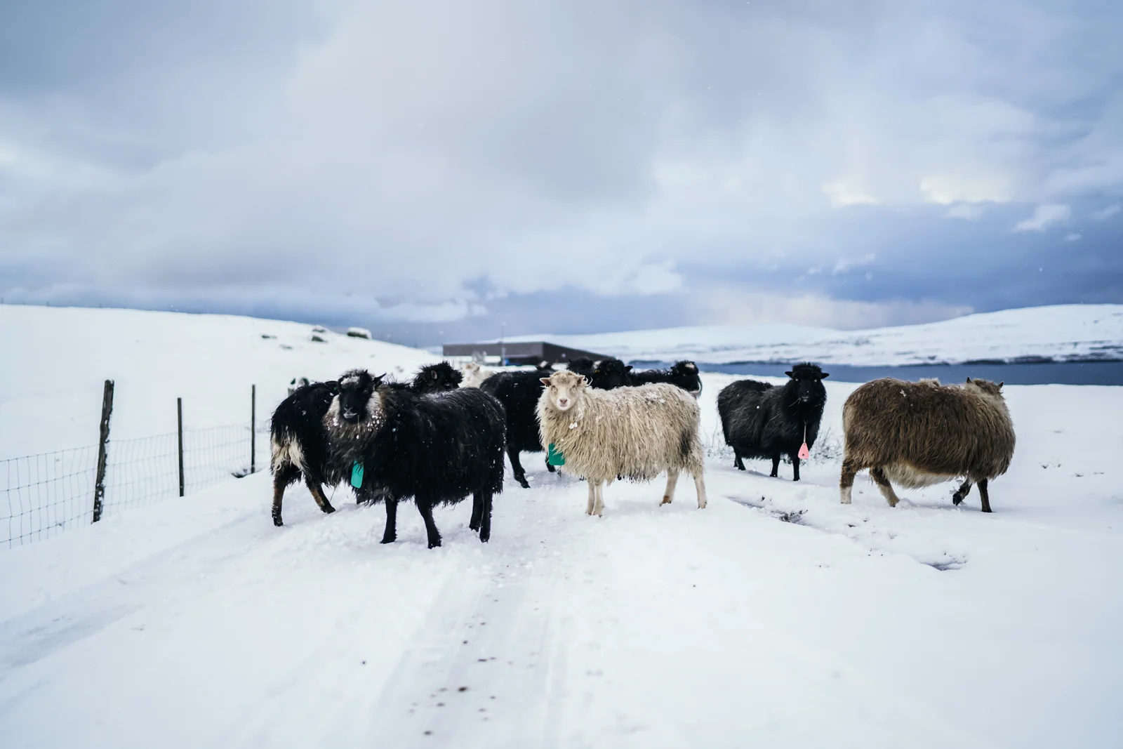 Faroe Islands Winter 2015-50.jpg