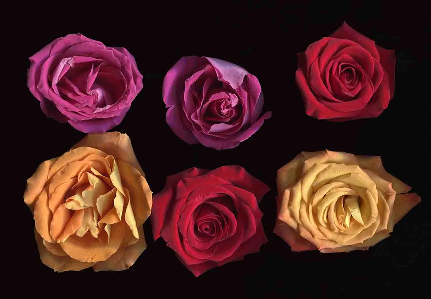 Six Roses