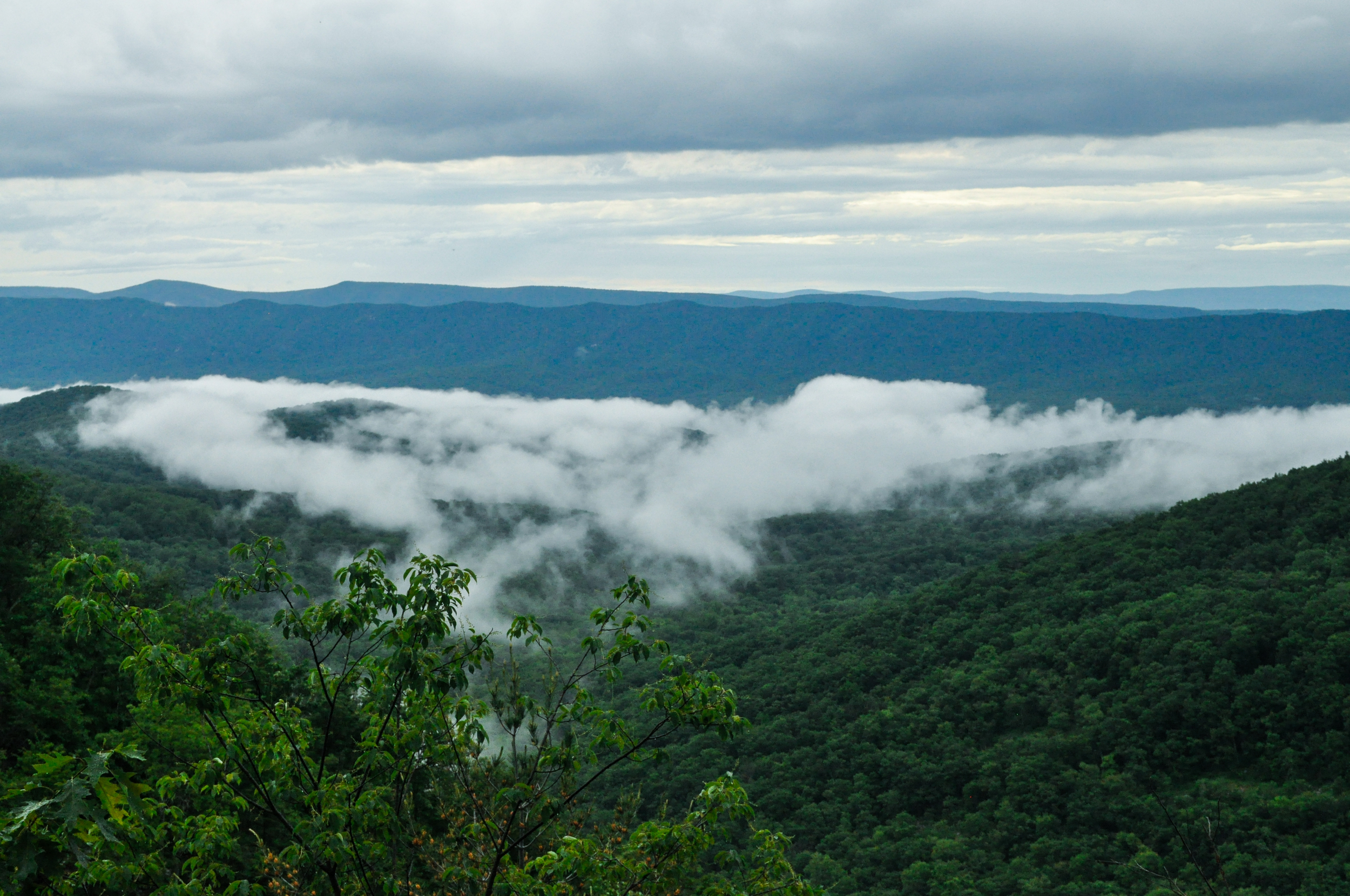shenandoah fog