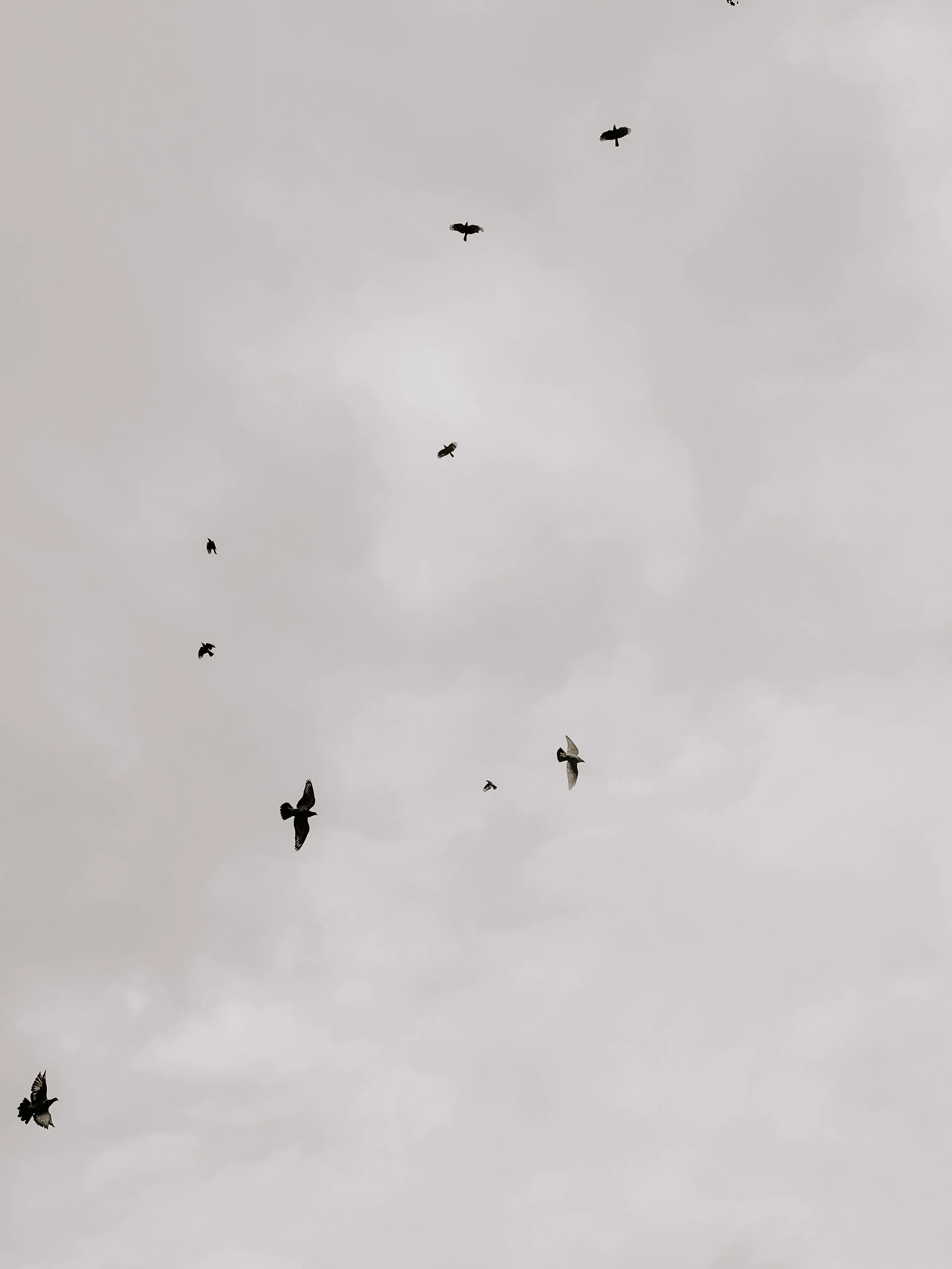 Birds • No.3