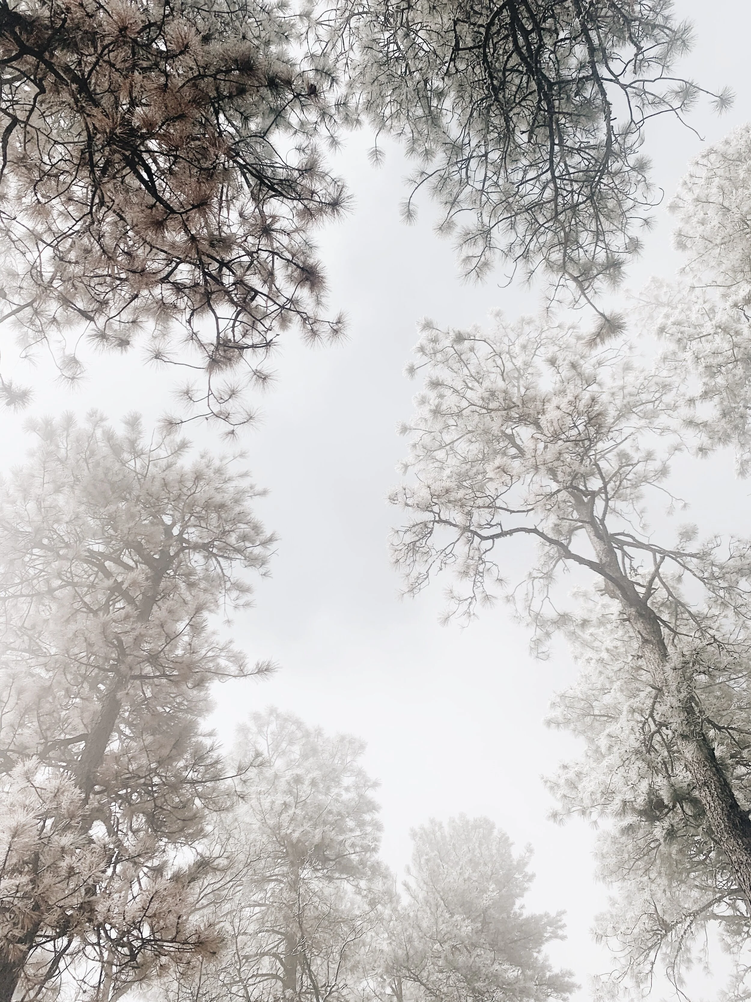 Snow Trees • No.13 