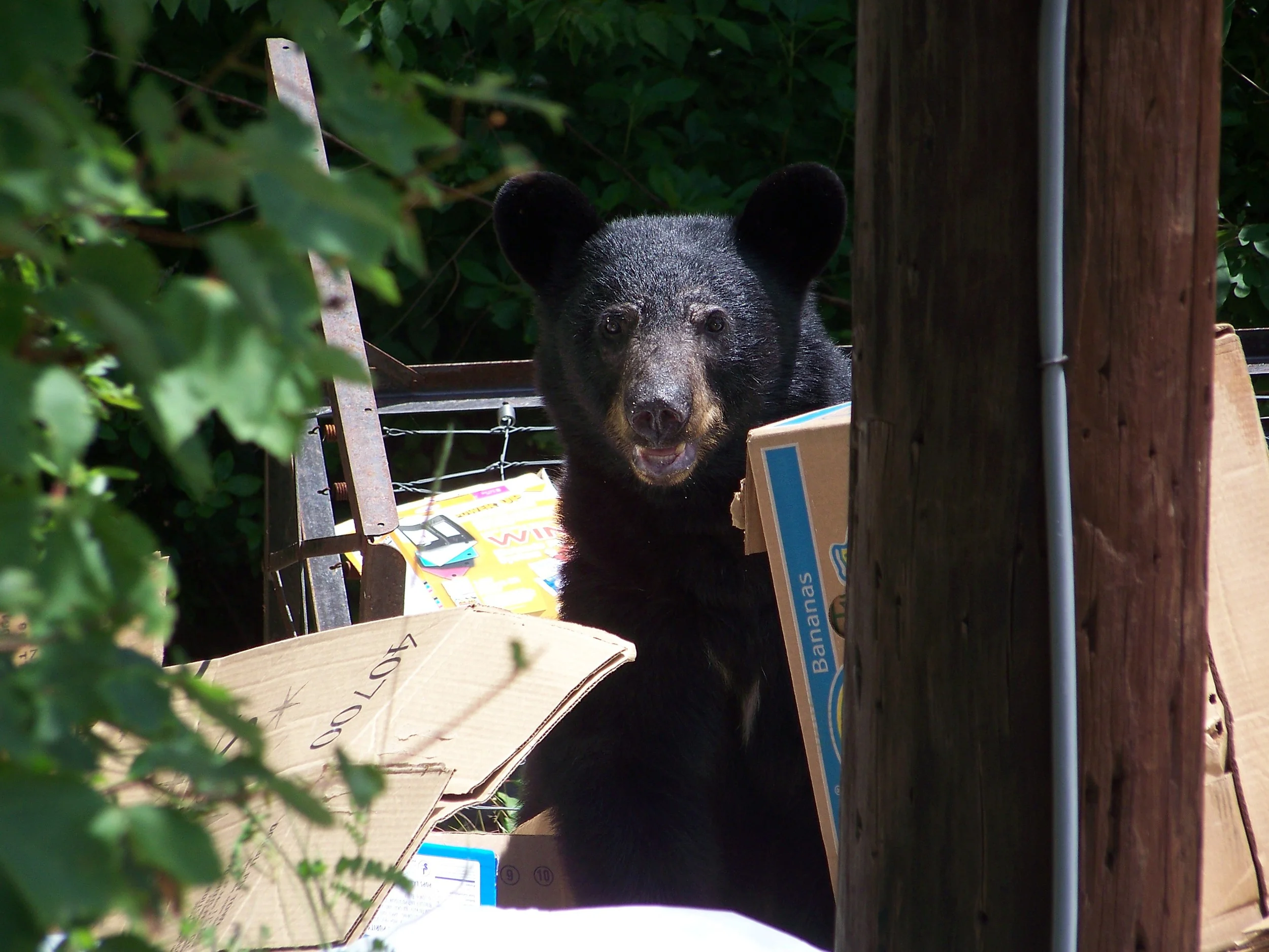 Bear sighting at Camp NoBeBoSco. (2008)