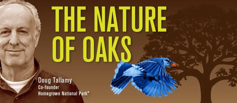 Show the Trees Some Love: Nature of Oaks movie from the Native Plants Group