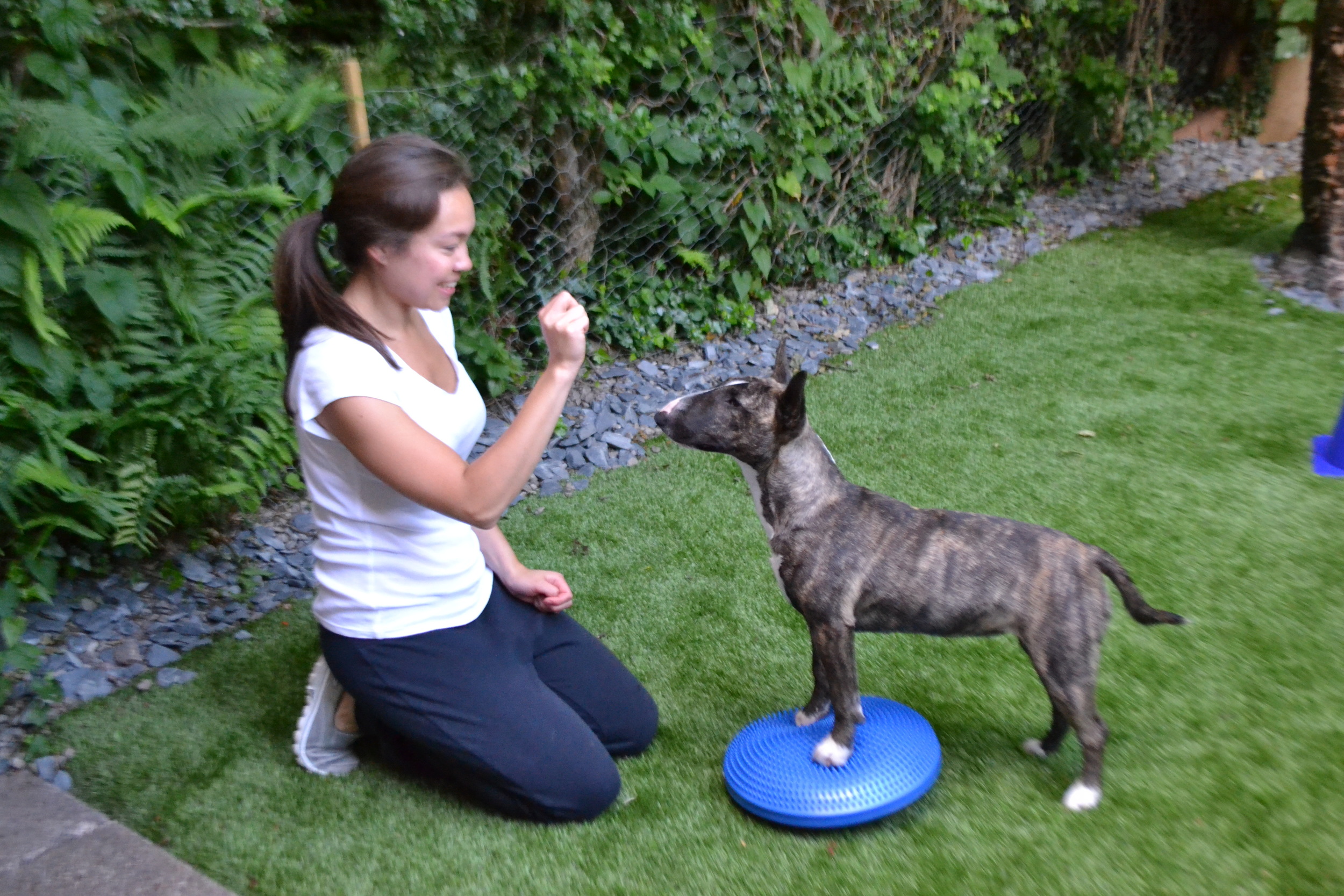 dog physiotherapy birmingham midlands