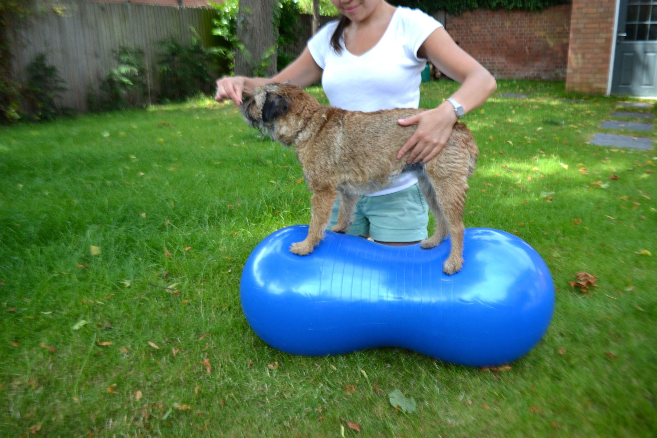 dog physiotherapy birmingham midlands