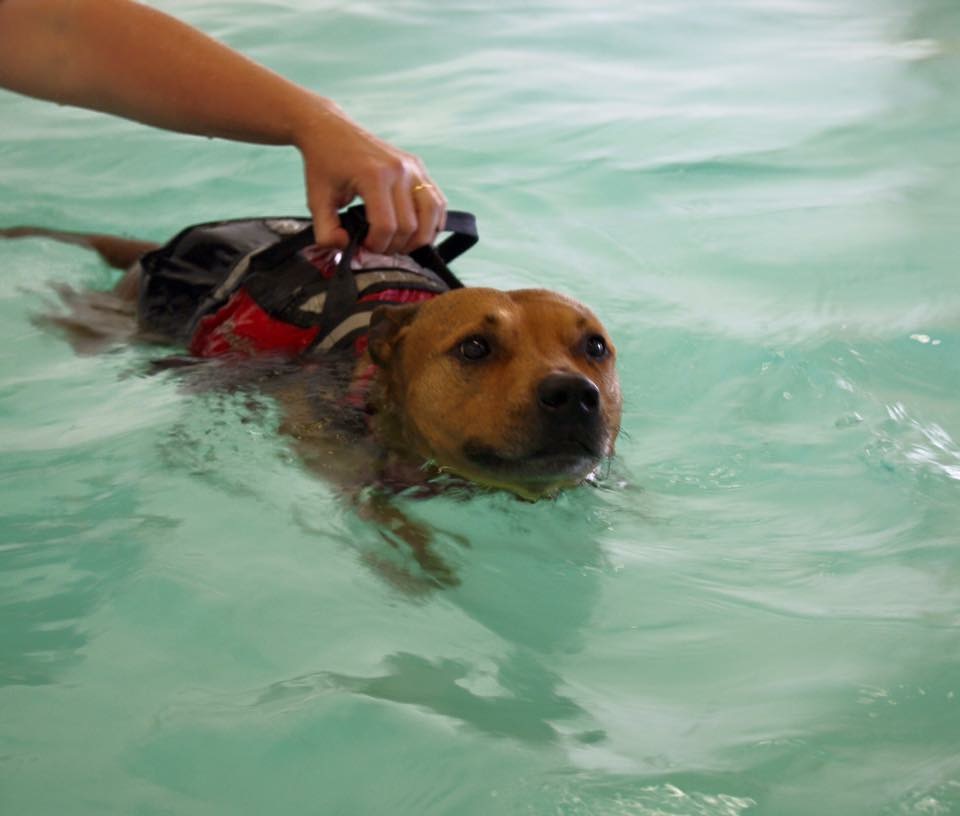 swim dog 2.JPG