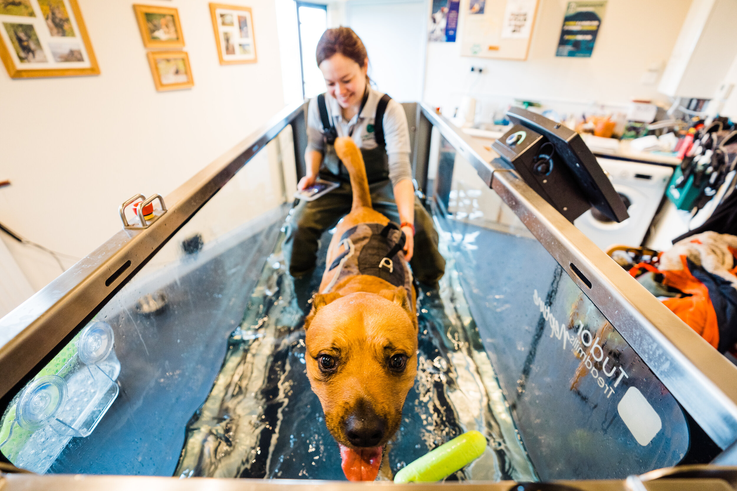 Canine hydrotherapy birmingham-4.jpg