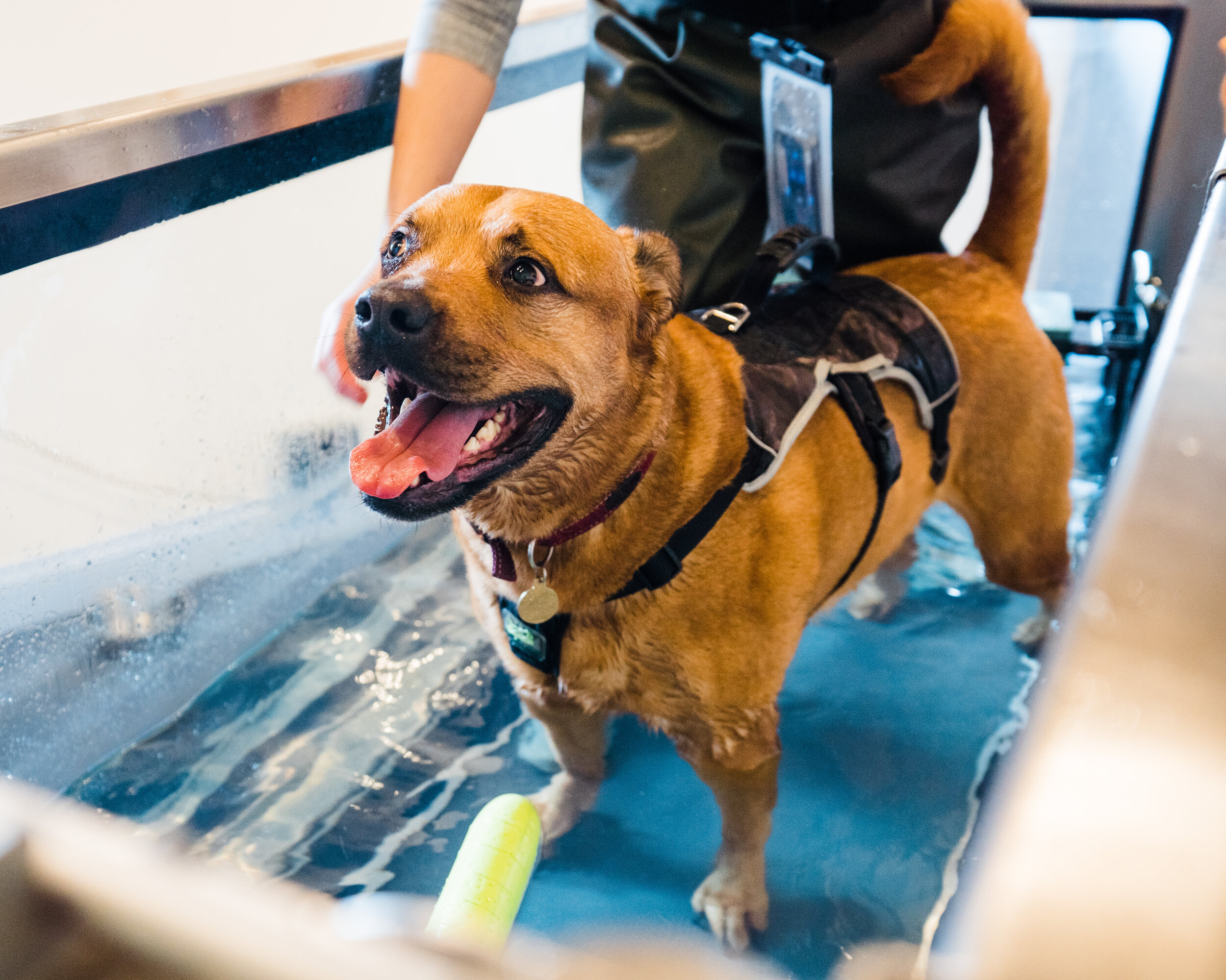 Canine hydrotherapy birmingham-7.jpg