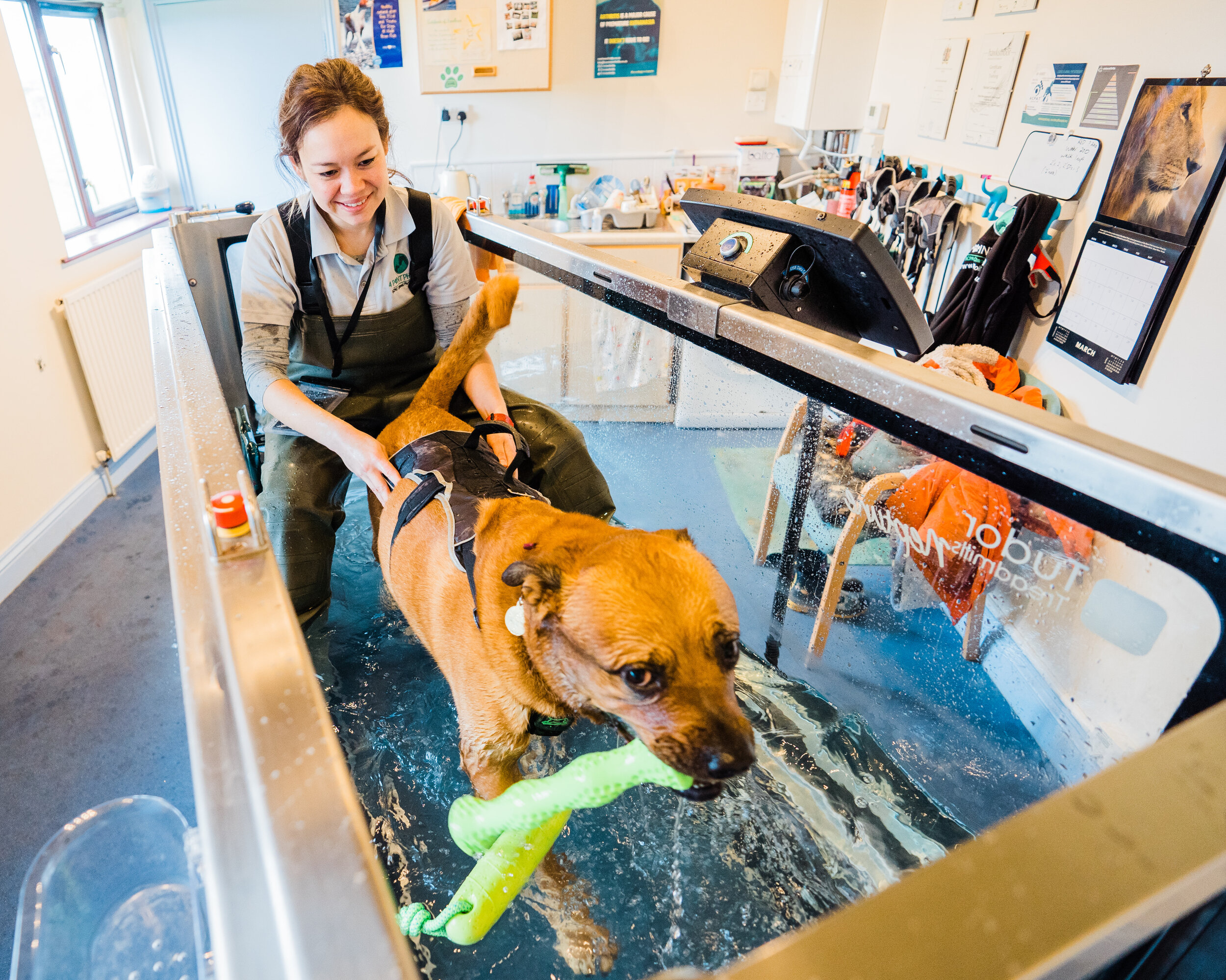 Canine hydrotherapy birmingham-16.jpg