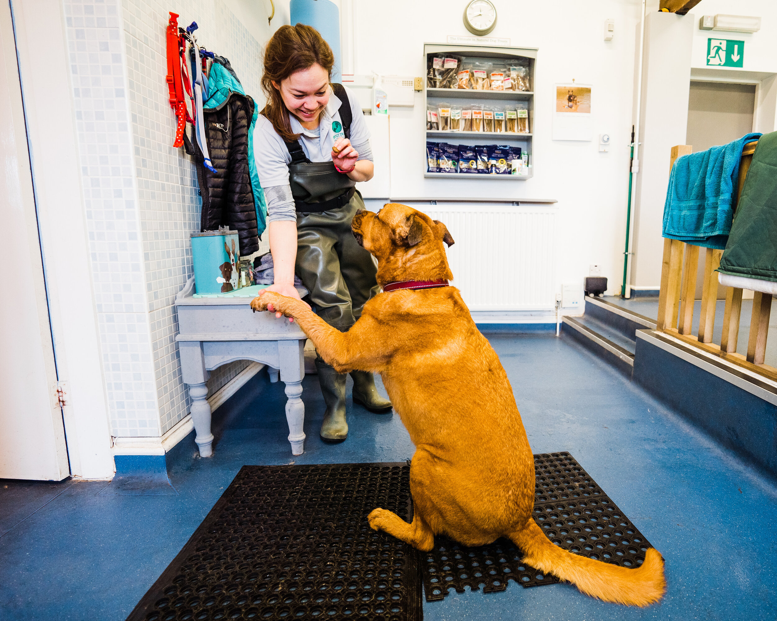 Canine hydrotherapy birmingham-26.jpg