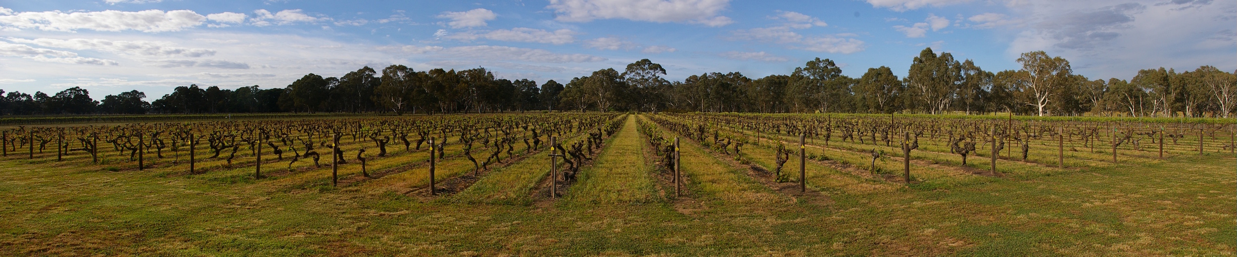 Vinified: my wine blog has finally finished fermenting