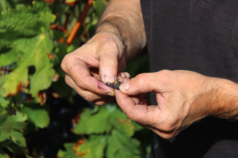 Bordeaux bares all in pictures