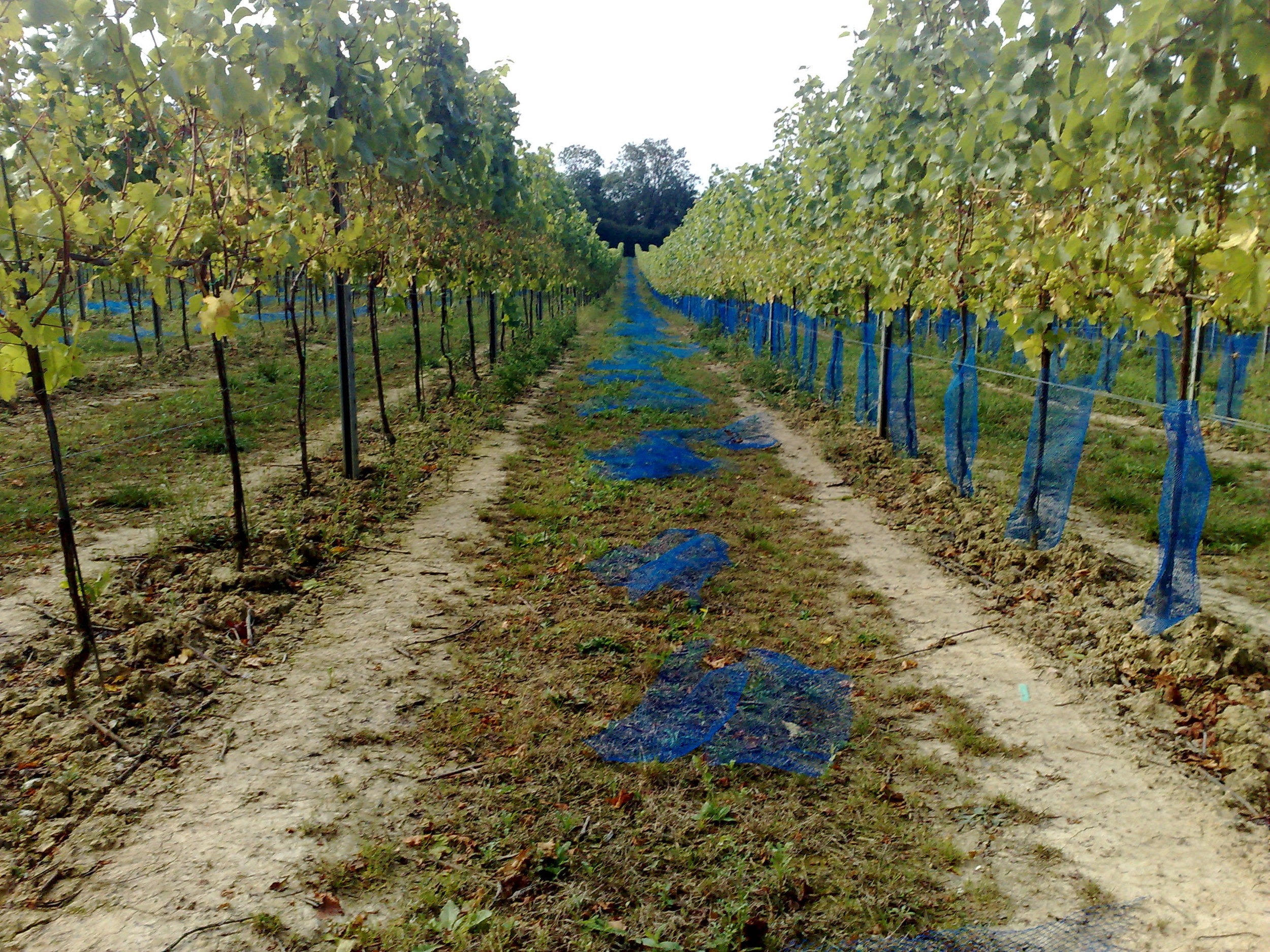 What it's REALLY like to work in an English vineyard