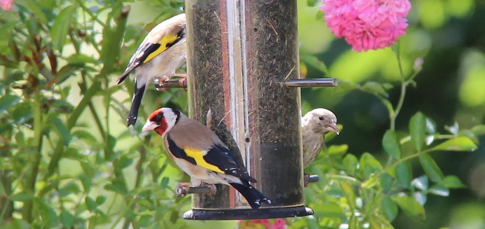 A family of Goldfinches in the back garden, July