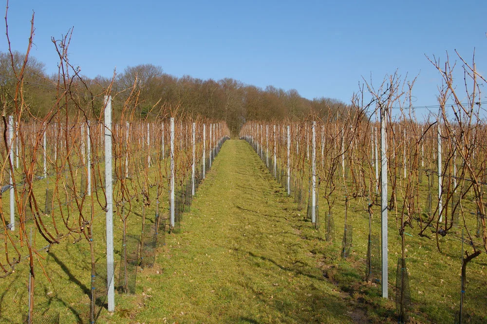 English sparkling wine reaches adulthood