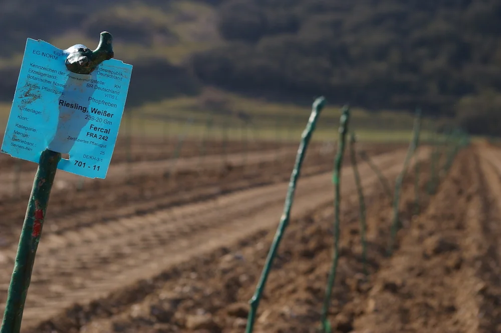 Rathfinny Estate being planted with Riesling, March 2012