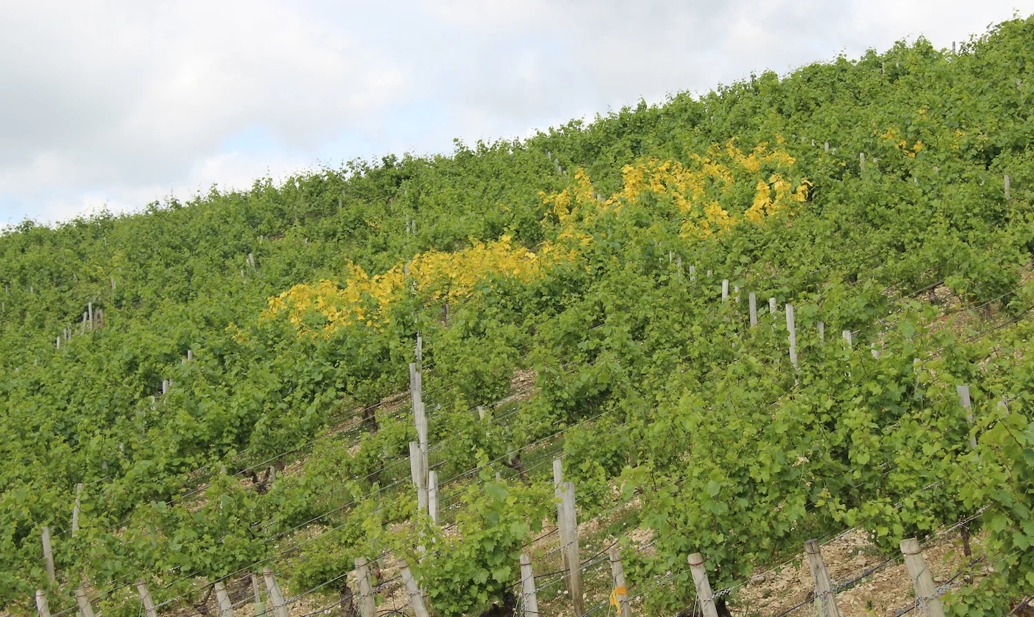 Battling the elements in Chablis