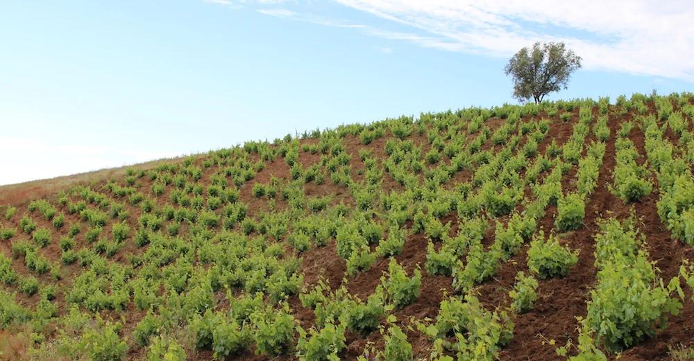 Old bushvine País in Itata, at De Martino's estate