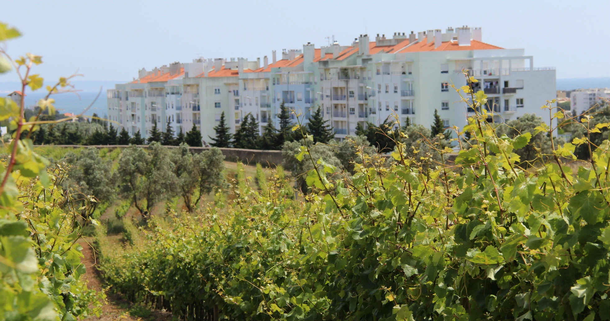 The last vineyard in Carcavelos