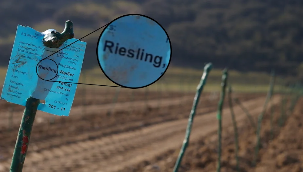 A strange future for English wine