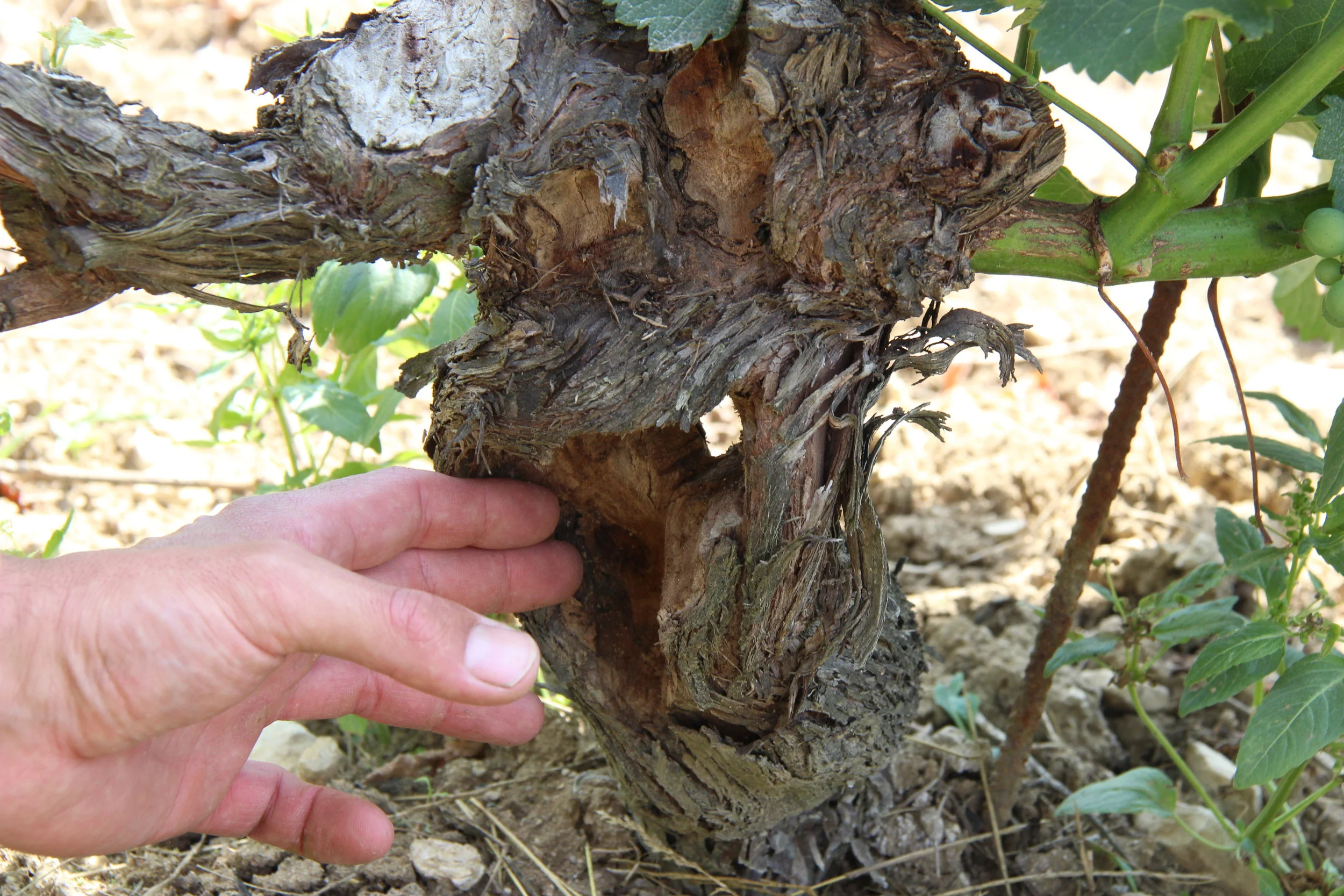 A new approach to combatting trunk disease?