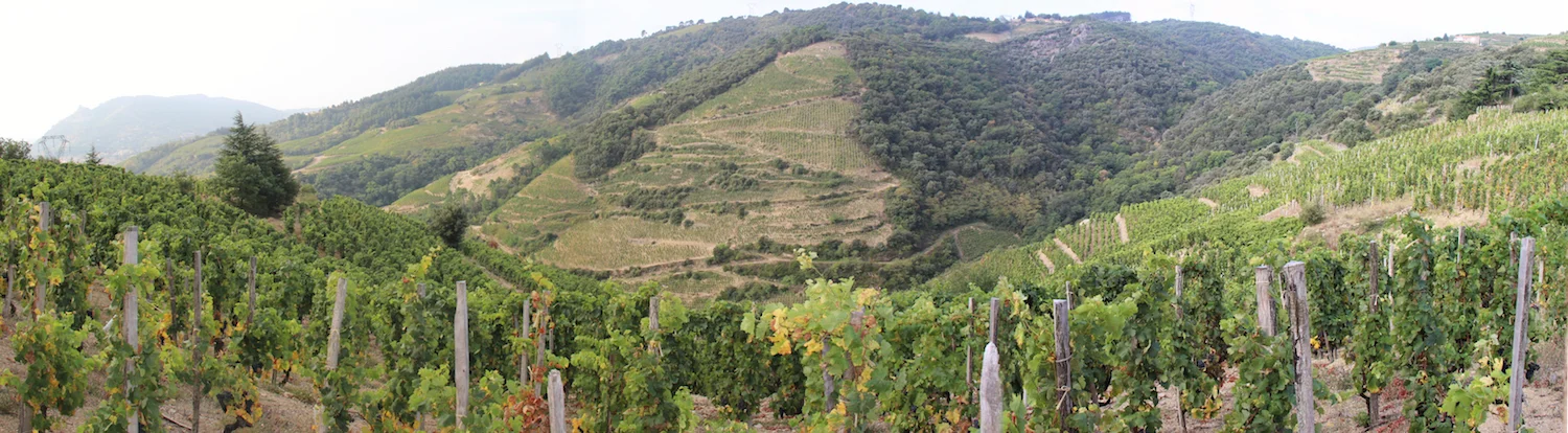 Rhôneward-bound to taste en primeur