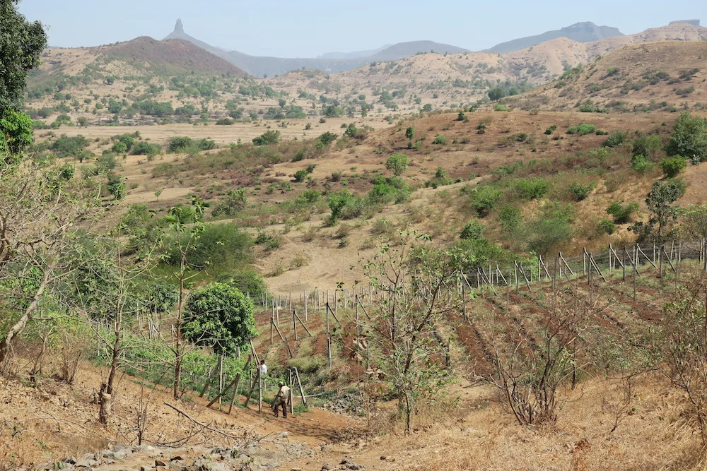 Wine in India, part two: winemaking