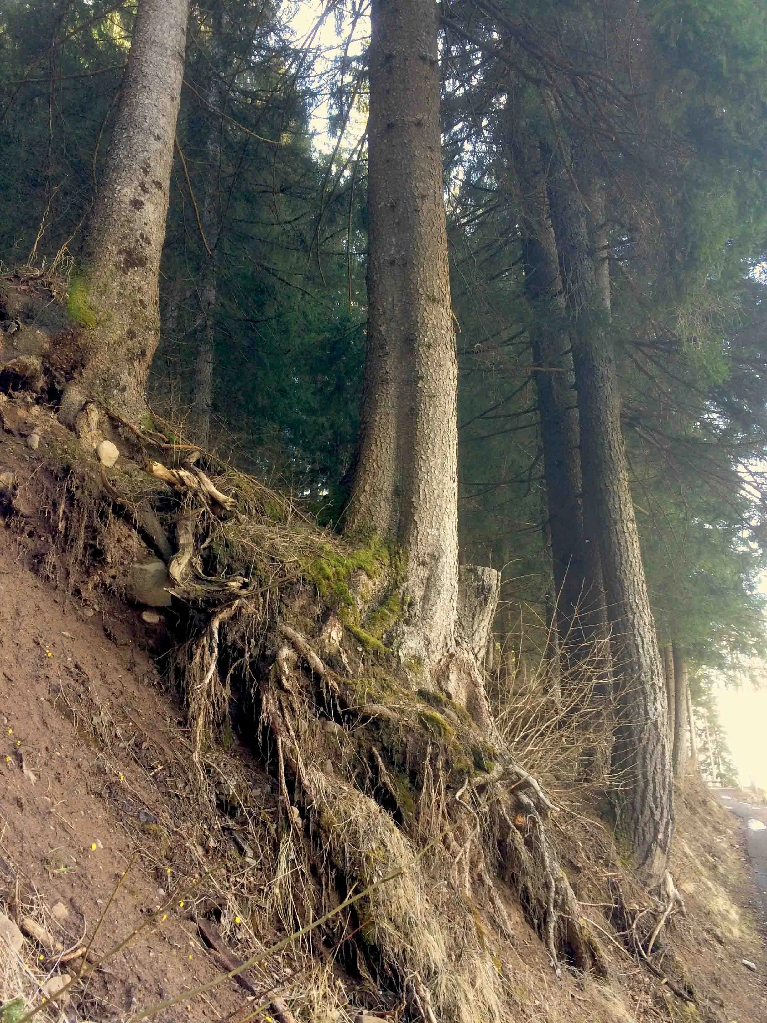Bosco che suona, Val de fiemme, Italy