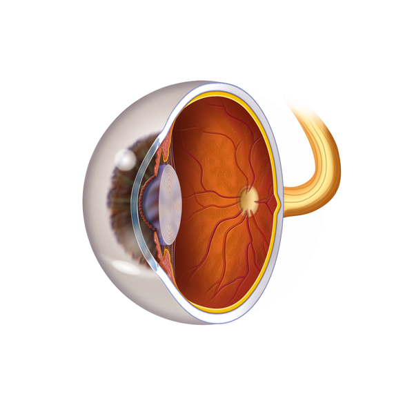 oblique view eye.jpg