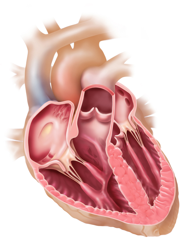 NEW BASE toned cutaway heart with valves.jpg