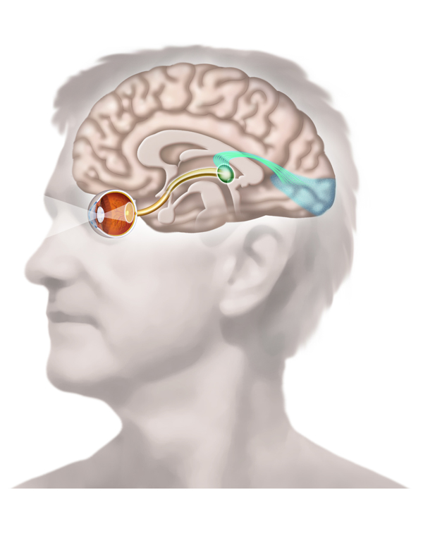 Vision pathways.jpg
