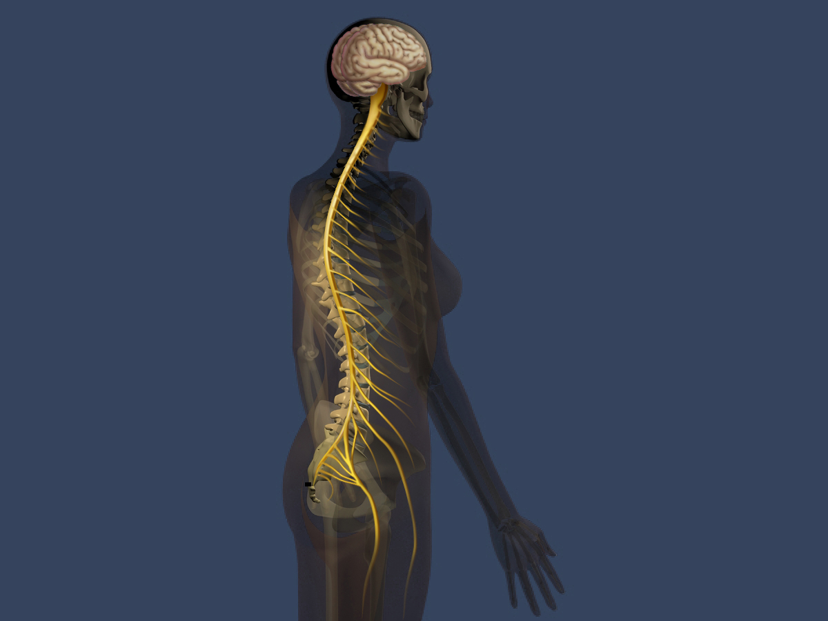 rear view spinal nerves.jpg