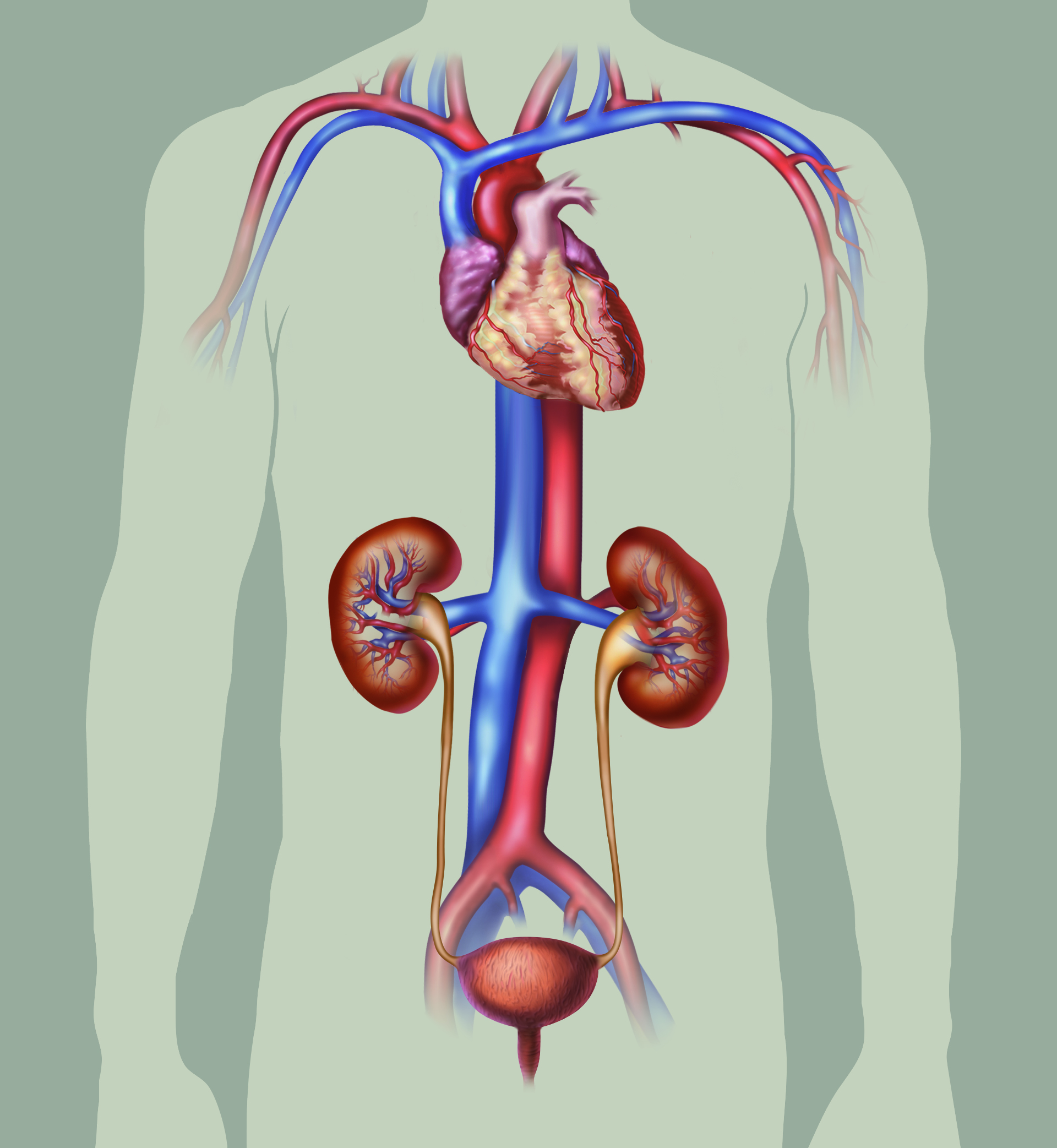 bladder kidney heart.jpg