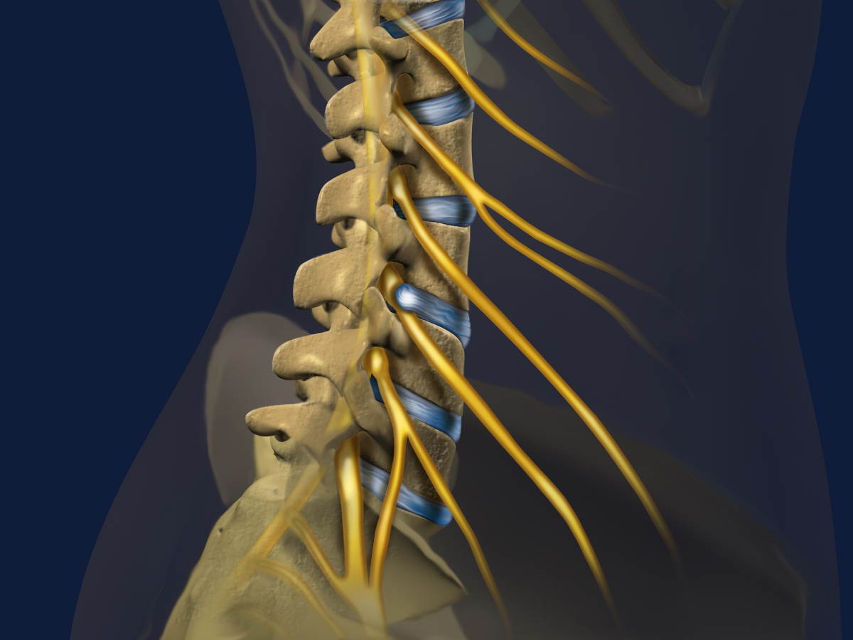 lumbar nerves side view.jpg