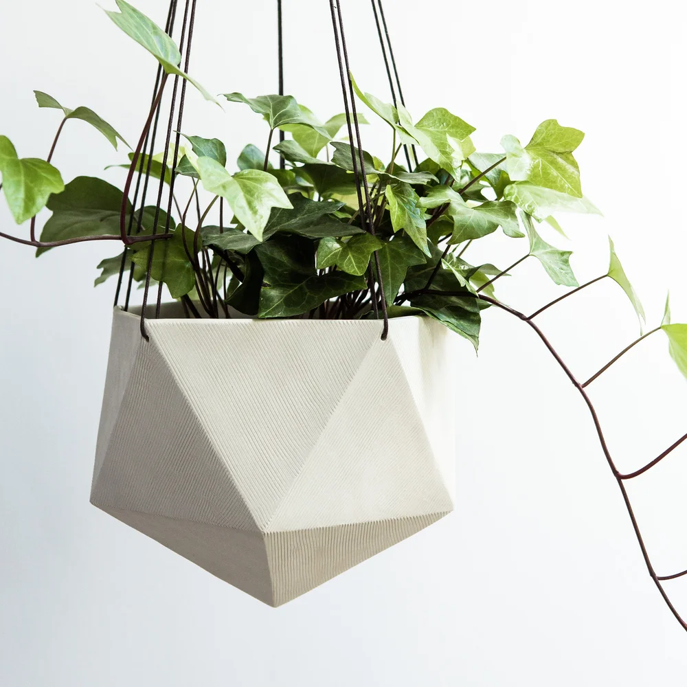 dichondra silver falls plant care Silver Falls™ Dichondra main image 1