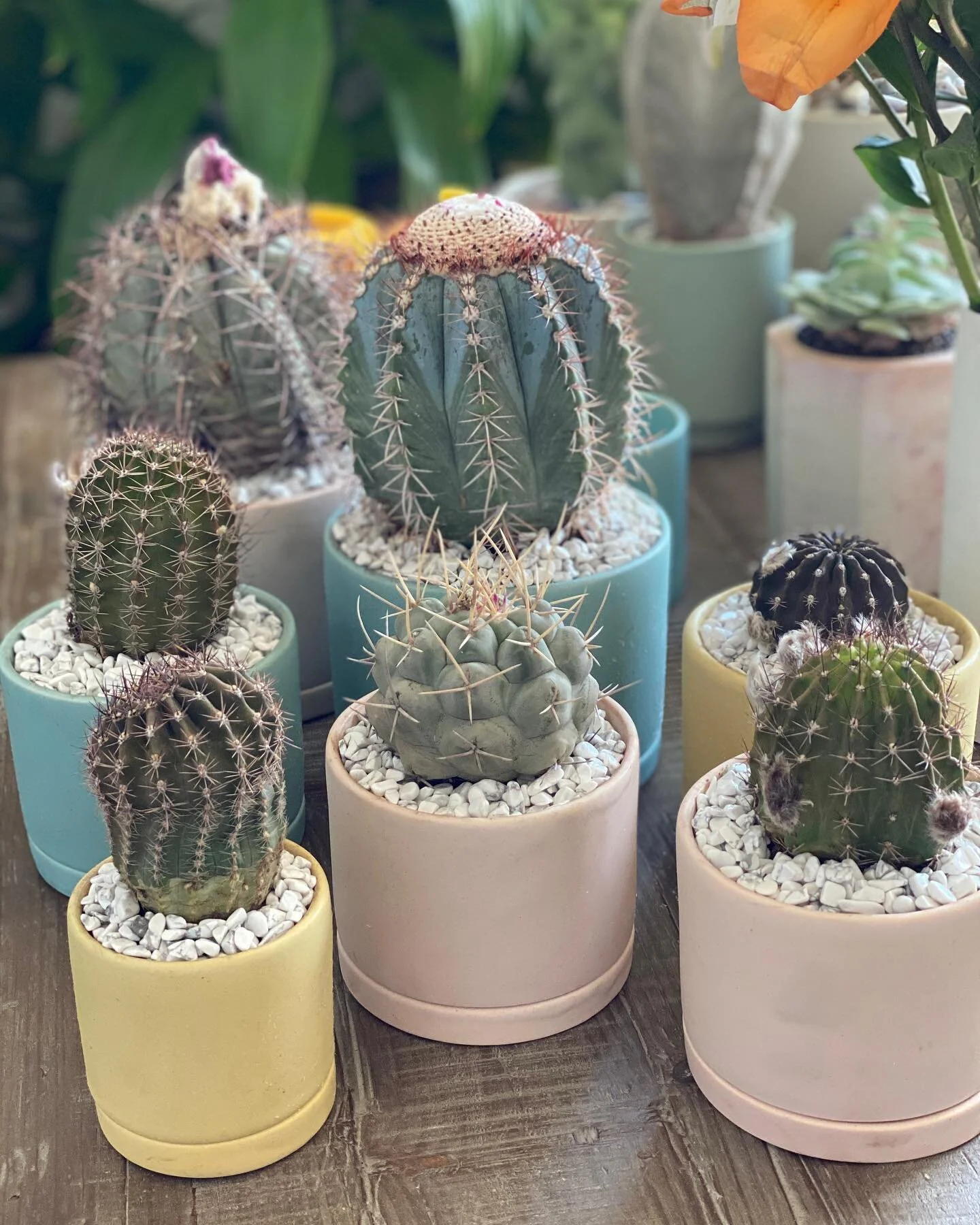 Hoping your weekend looks something like these cacti...ready to bloom while maintaining that distance. Hooray for cacti, always schooling us in personal space🌵tune in next week to see two custom planters we made for this customer and their epic cact