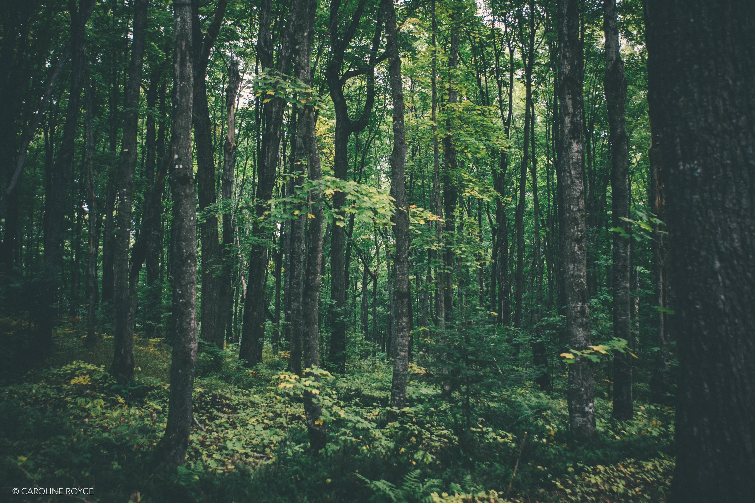 UPPERPENINSULA-76.jpg