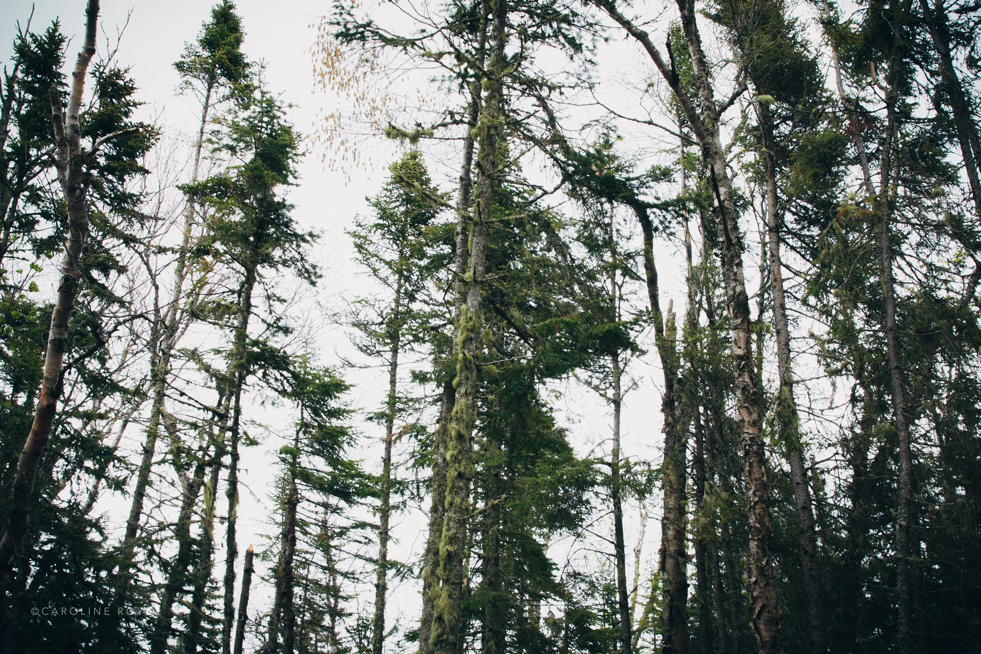 NORTHSHORE-117.jpg