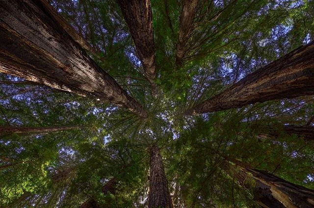 Your neck starts to hurt after a while hiking through the redwoods. I guess it&rsquo;s hard not to look up⠀
.⠀
.⠀
.⠀
.⠀
.⠀
.⠀
⠀
#wildbayarea #wildcalifornia #caliexplored #rawcalifornia @rawcalifornia #ourplanetdaily #MyRRS #xt2 #fujifilm #lightroom 