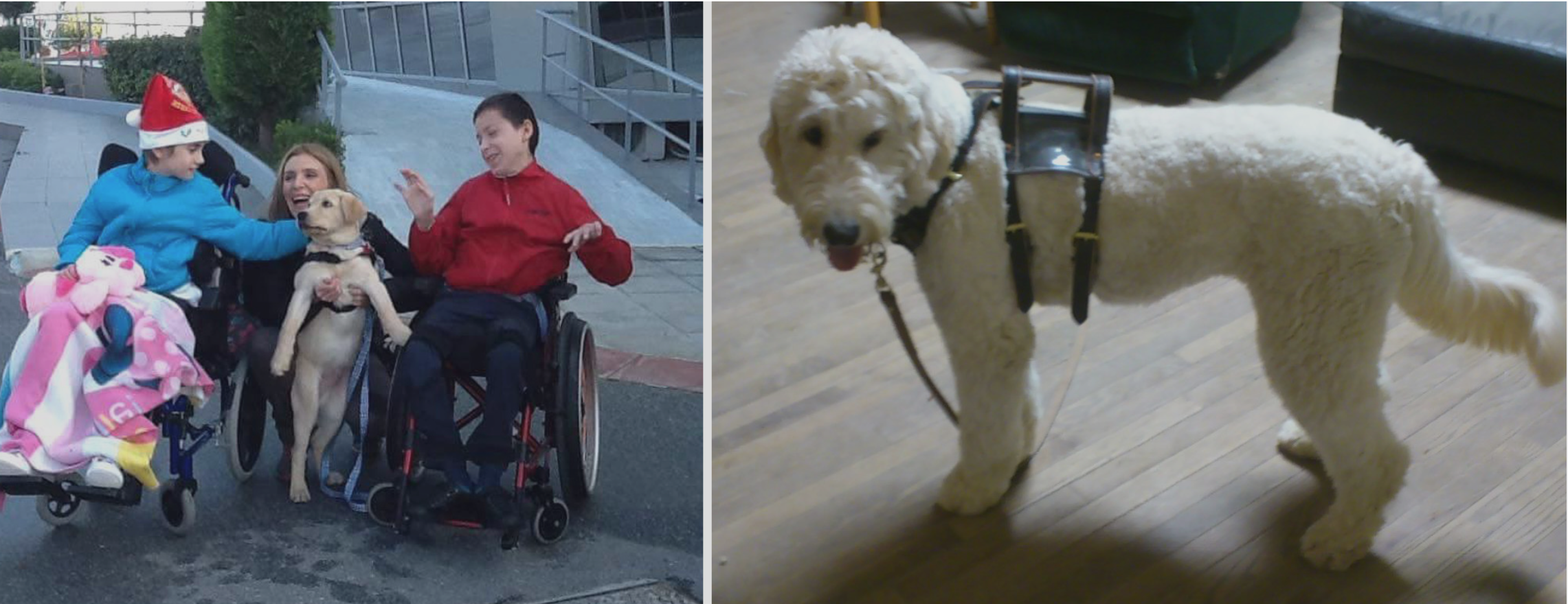 mobility assistance dog training